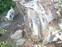 Looking at Front with dog for scale
